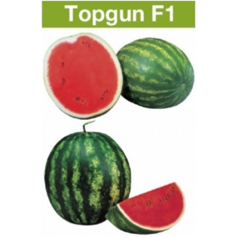 TOP GUN F1 Seminte de pepene verde Syngenta