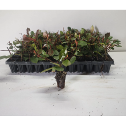Photinia fraseri Red Robin 5-10 cm , gard viu