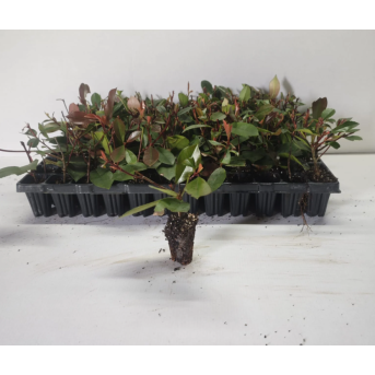 Photinia fraseri Red Robin 5-10 cm , gard viu