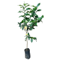 Lamai 4 anotimpuri Lămâiul Eureka 120-150cm Lamai 4 anotimpuri Lămâiul Eureka 120-150cm