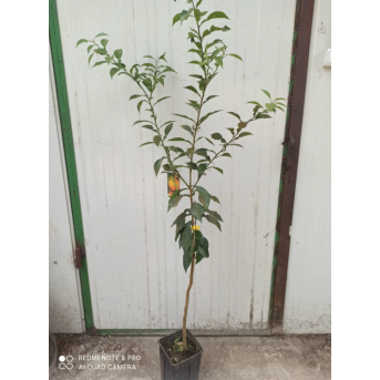 Yuzu altoit, lamai rezistent la ger , 80-120 cm
