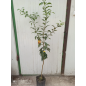 Yuzu altoit, lamai rezistent la ger , 80-120 cm