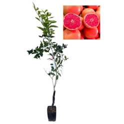 Portocal Navel Cara Cara fara samburi si foarte dulce , 80-120 cm