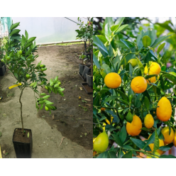 Limequat - Lemon Kumquat pe rod 100-120 cm, fructe aromate