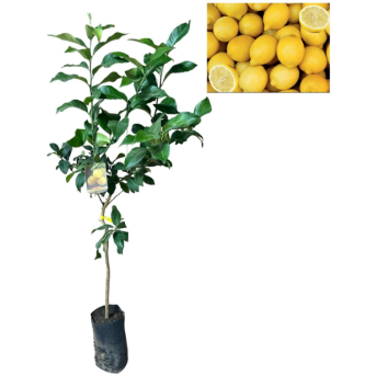 Lamai cu multe fructificari Femminello VCR si fara samburi , 80-120 cm