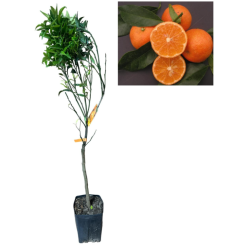 Caffin Clementine 90-120cm (Citrus clementina)
