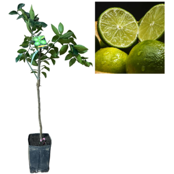 Lime Tahitian Persan fara sambrui (Citrus latifolia) 80-100cm