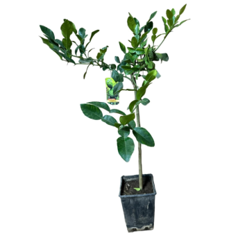 Lime Kaffir , Citrus hystrix 120-150cm