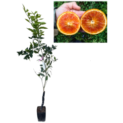 Portocal rosu sangeriu Moro Blood Orange 80-120 cm
