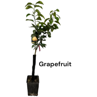 Grapefruit Star Ruby 80-100 cm (Citrus Paradisi) , grefuit