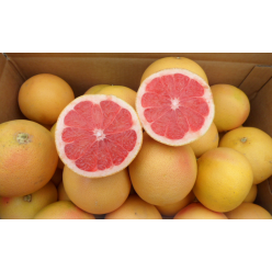 Grapefruit Star Ruby 80-100 cm (Citrus Paradisi) , grefuit