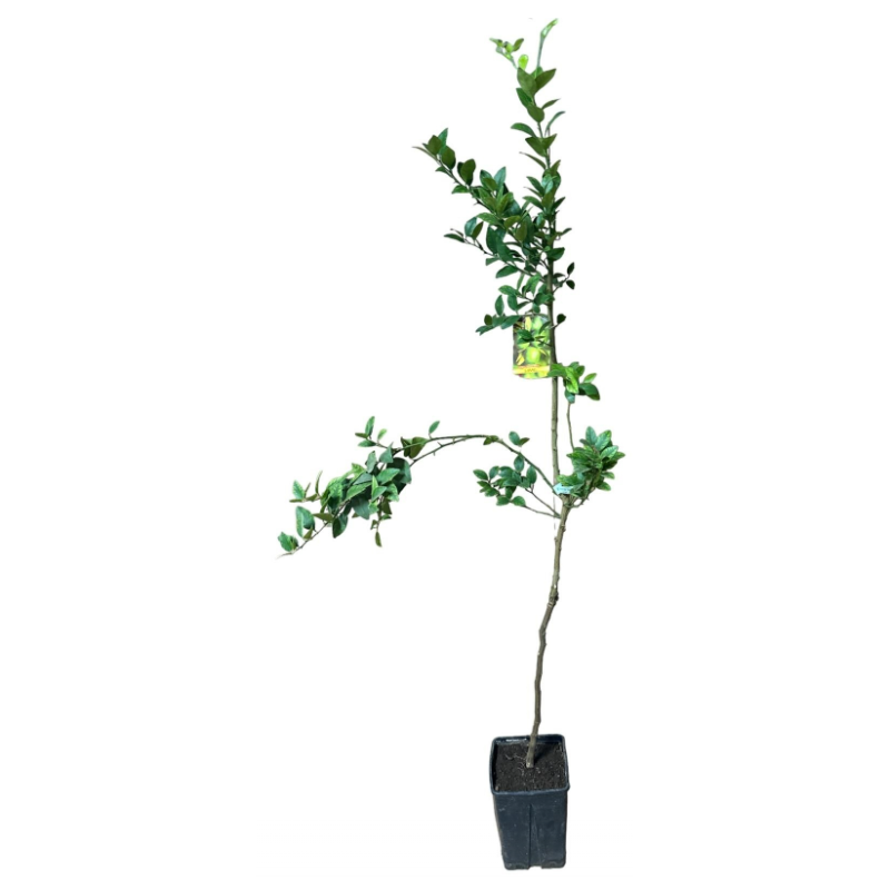 Caribbean Mexican Lime , Lămâia din Caraibe Mexicană 100-120 cm
