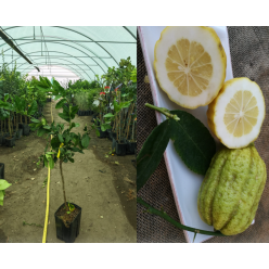Lamai Cedro Etrog lamaiul evreilor 100-120 cm
