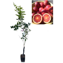 Portocal Roșu Tarocco Lempso fara samburi , 80-120 cm