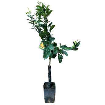 Portocal Fukumoto Orange 80-100cm