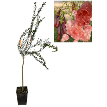 Lămâi Caviar Roz Finger Lime „Mia Rose” 100-120 cm