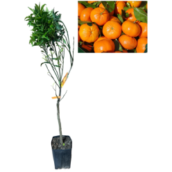Clementin de Corsica fara samburi 80-100cm