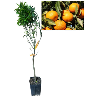 Clementin ISA fara spini si foarte dulce , 80-100cm