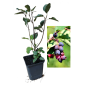Afin canadian Honeywood 2 ani Afin canadian Honeywood 2 ani