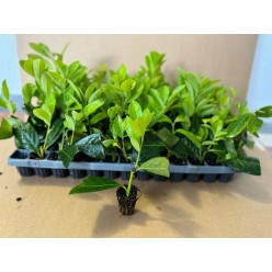 Laur englezesc Prunus laurocerasus Novita 10-20 cm