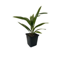 Palmier morișcă - Palmier rezistent la ger 20-40cm ( Trachycarpus fortunei )