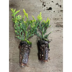 Chiparos Leylandii verde deschis 10-20cm , gard viu