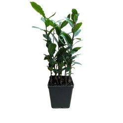 Dafin comestibil tufa - Prunus Laurus Nobilis 30-50 cm