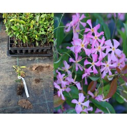 Iasomie Stelata roz vesnic verde - Pink Trachelospermum Pink Showers