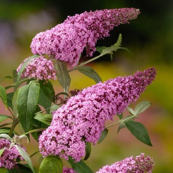 Liliac de vara roz intens 5-10cm Buddleja davidii Pink Delight