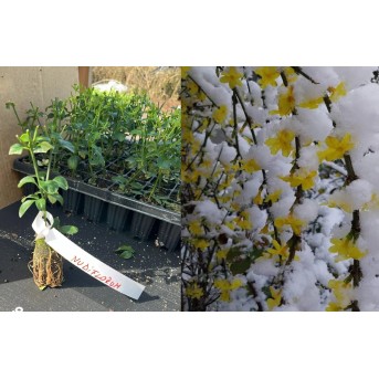 Iasomie de iarnă 5-10 cm - Jasminum nudiflorum