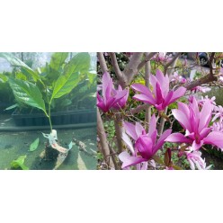 Magnolie Susan roz intens 5-10 cm - Magnolia × liliflora