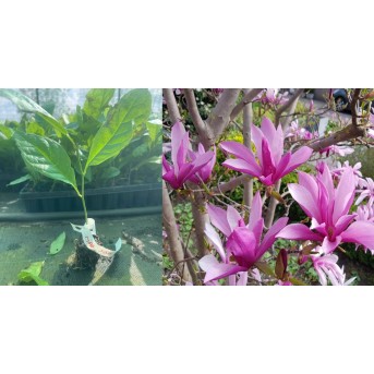 Magnolie Susan roz intens 5-10 cm - Magnolia × liliflora