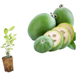 Feijoa ananas guava (Acca sellowiana) 20–40 cm