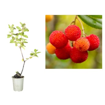 Arbore de capsuni Walter 20-40 cm ( arbutus unedo )