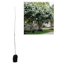 Liliacul Indian Alb Lagerstroemia indica la ghiveci 30-50 cm