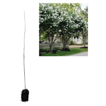 Liliacul Indian Alb Lagerstroemia indica la ghiveci 30-50 cm