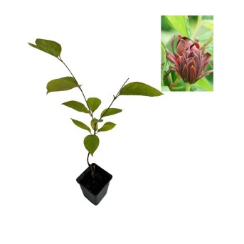 Garofiță piperată (Calycanthus floridus) la tacita 10-20cm