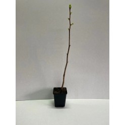 Ginkgo Biloba ( Arborele Pagodelor ) 30-40cm