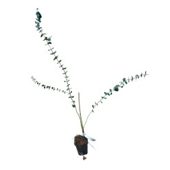 Eucalipt ( Eucalyptus pulverulenta Baby blue ) 50-80 cm