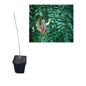 Arborele de cafea de Kentucky (Gymnocladus dioica ) 20-30cm