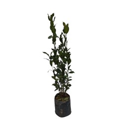 Dafin comestibil tufa 40-60cm Prunus Laurus Nobilis