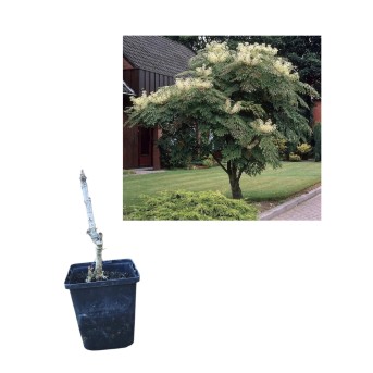 Bastonul Diavolului (Aralia elata)