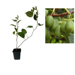 Mini Kiwi Actinidia Arguta Dr. Szymanowski , autofertil , 2 ani