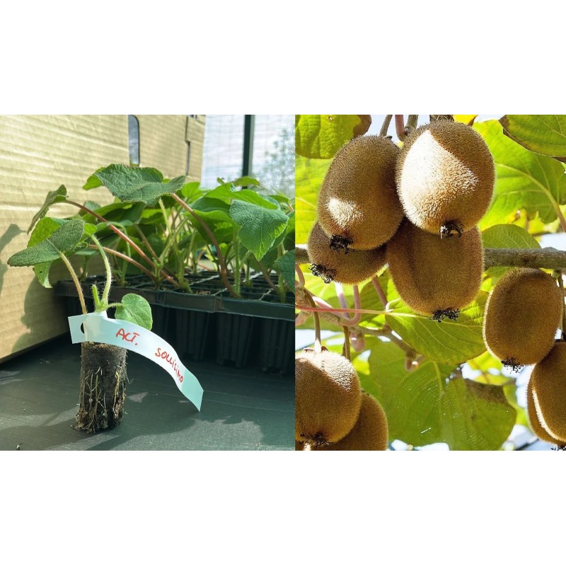 Kiwi rezistent la ger Solissimo autofertil 5-10 cm - Actinidia deliciosa