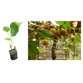 Kiwi Jenny Autofertil 5-10 cm (Actinidia deliciosa Jenny ) la ghiveci