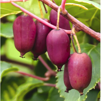 Kiwi violet roz SCARLET SEPTEMBER (Actinidia arguta) , minikiwi 2 ani