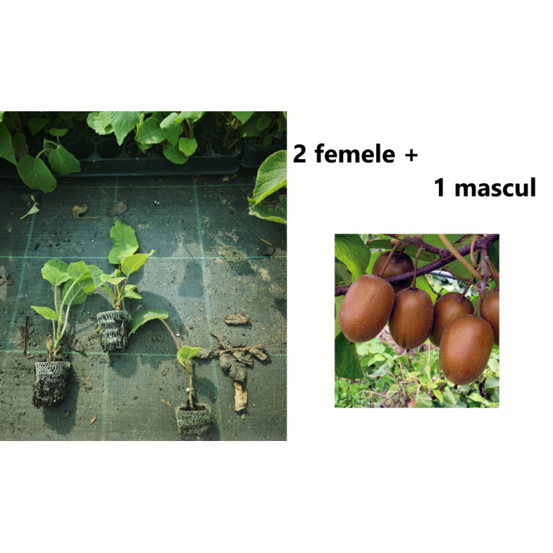 Set 2 Kiwi Hayward ( Femele) si 1 Kiwi Tomuri( Mascul), la ghiveci