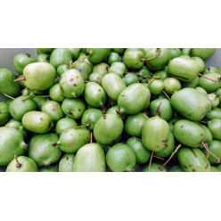 Kiwi Kokuwa autofertil (Actinidia arguta) , minikiwi 2 ani