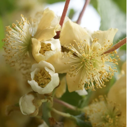 Kiwi Atlas 5-10cm Actinidia deliciosa mascul