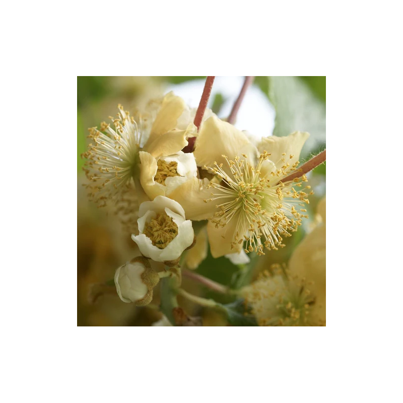 Kiwi Atlas 5-10cm Actinidia deliciosa mascul